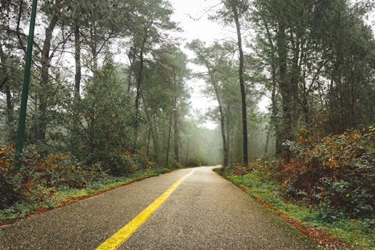 A serene foggy road through lush forests in Montenegro, perfect for nature lovers.