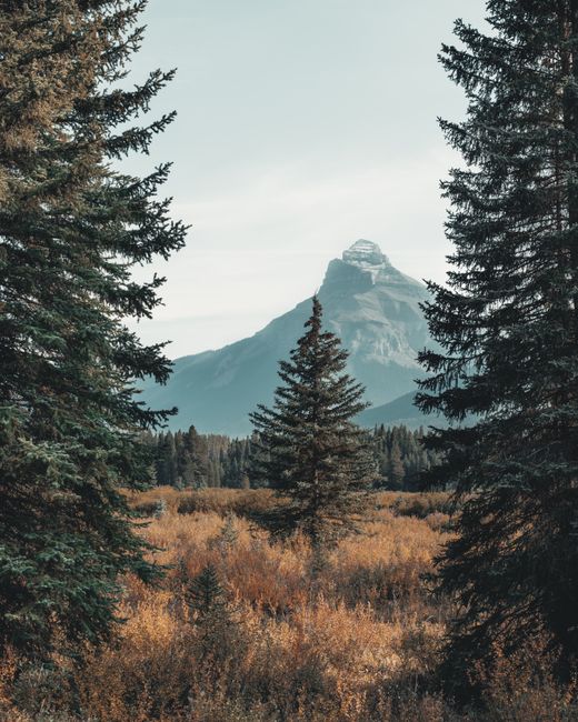 Stunning view of a mountain peak framed by evergreen trees in a Canadian forest.