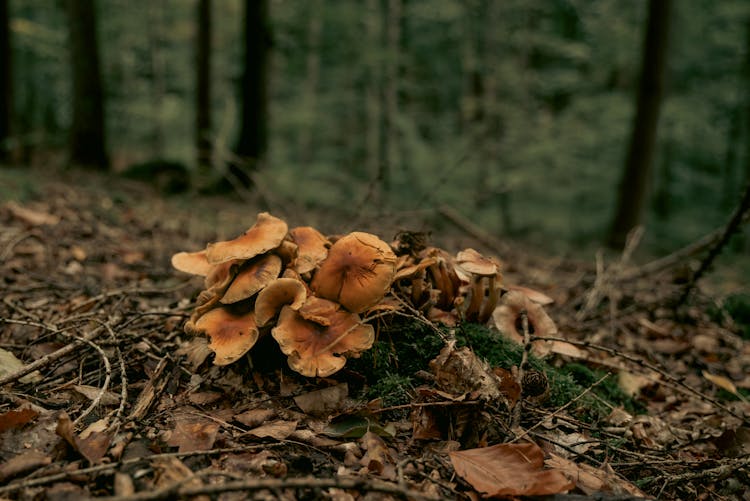 Brown Dried Leaves On Ground