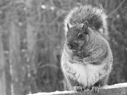 冬季, 加拿大, 動物 的 免费素材图片