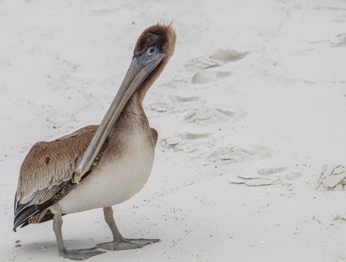 Free Close-up of a brown pelican on a sandy beach, showcasing its distinctive long beak and feathers. Stock Photo