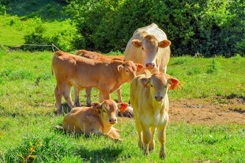 Gratuit Photos gratuites de animaux de ferme, bétail, bovins Photos