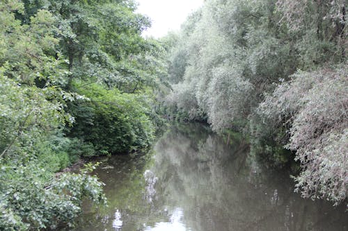 Kostenloses Stock Foto zu bäume, fluss, wild