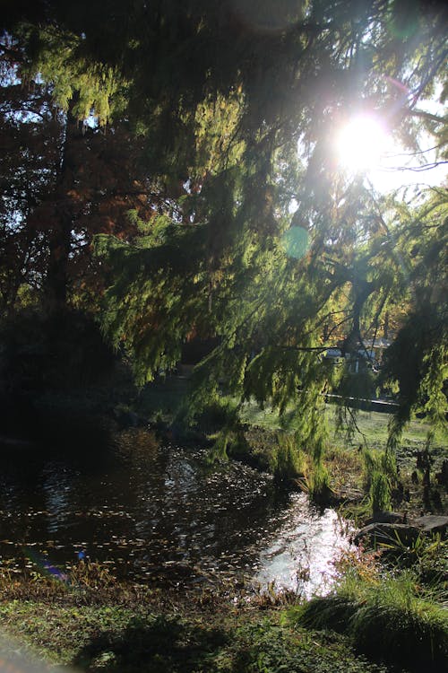 Kostenloses Stock Foto zu bäume, gegenlicht, sonne