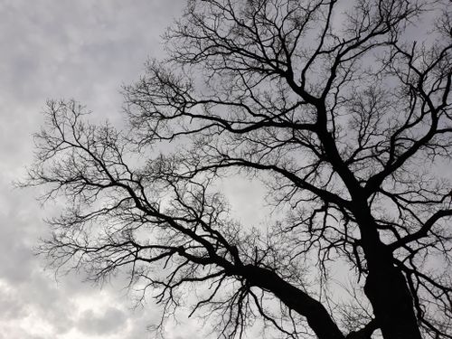 Free Silhouette of a leafless tree branching out against a moody, overcast sky. Stock Photo