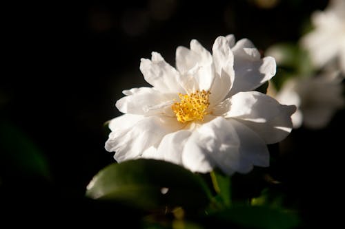 Close-Up Shot of a Camellia