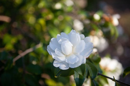 A Camellia in Bloom 