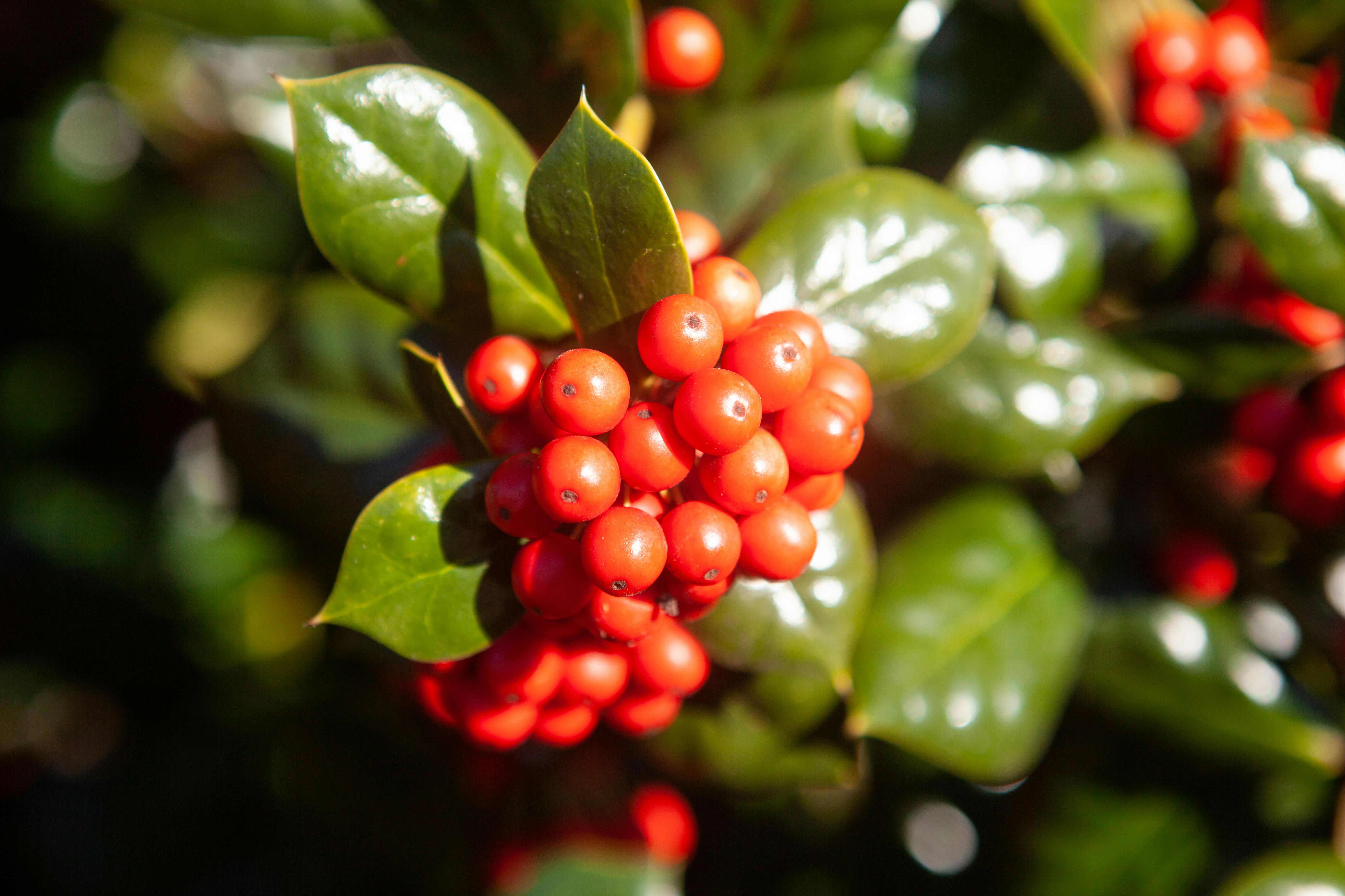 Focus on vibrant red berries and green leaves of Japanese Skimmia shrub in garden setting.