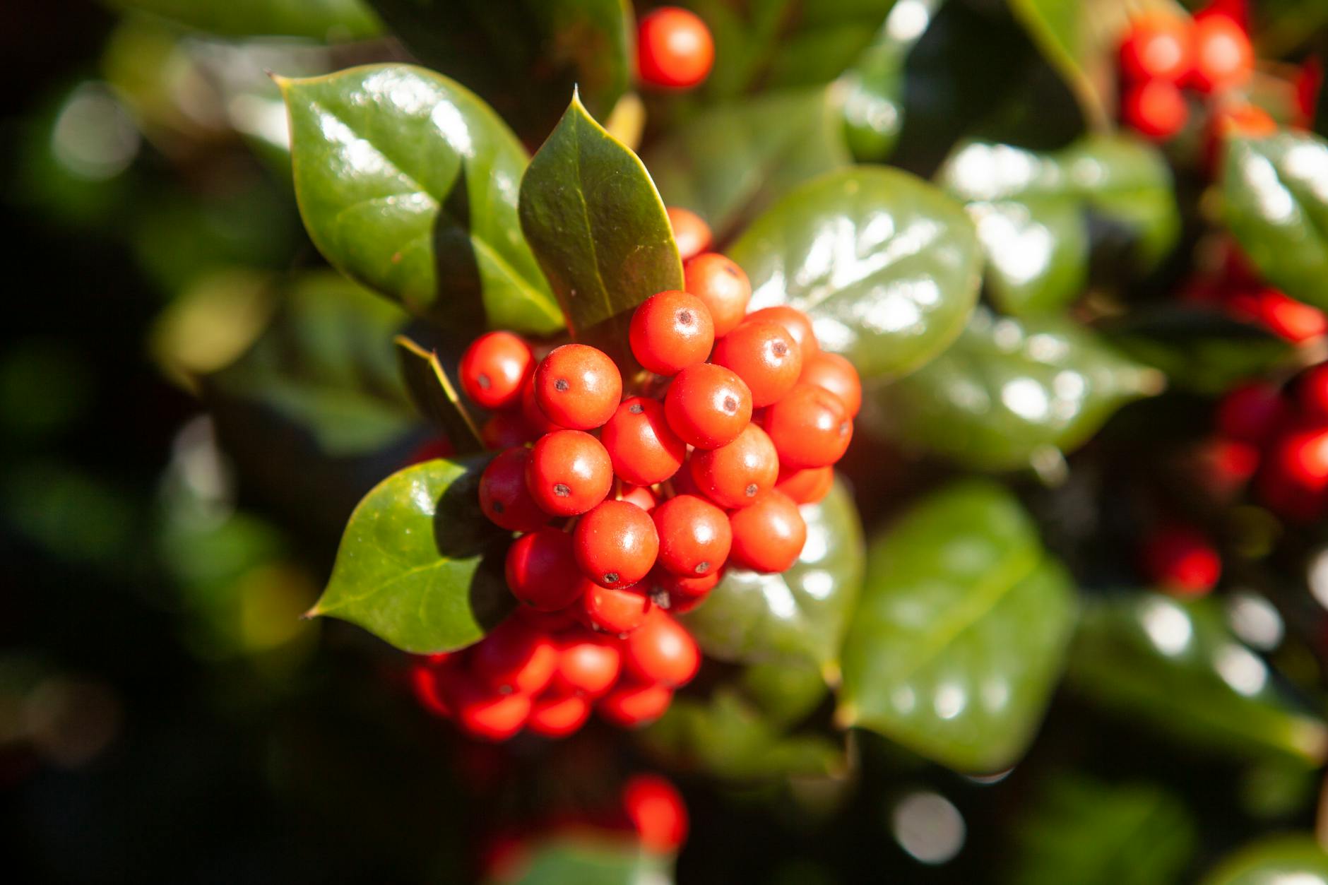 Focus on vibrant red berries and green leaves of Japanese Skimmia shrub in garden setting.