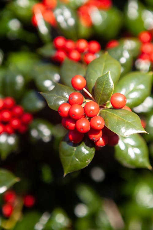 Close-up of Chinese Holly Red Berries and Green Leaves 