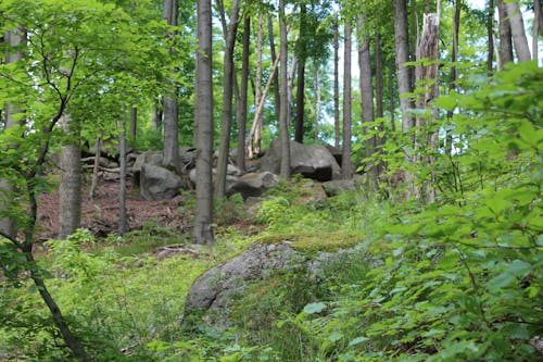 Kostenloses Stock Foto zu bäume, felsen, grün