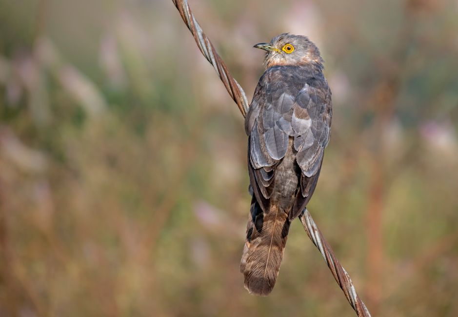 Yellow-billed Cuckoo — Cuckoo perched on a branch in natural light