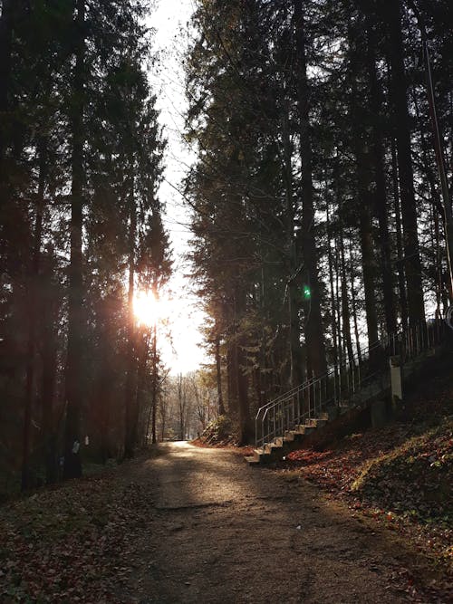 Free A Beautiful Sunray from the Forest Stock Photo