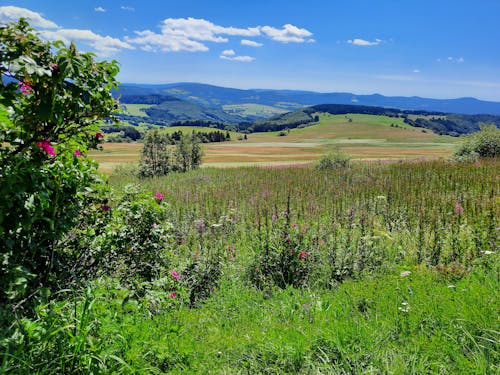 Kostenloses Stock Foto zu blauer himmel, blick ins land, blumenwiese