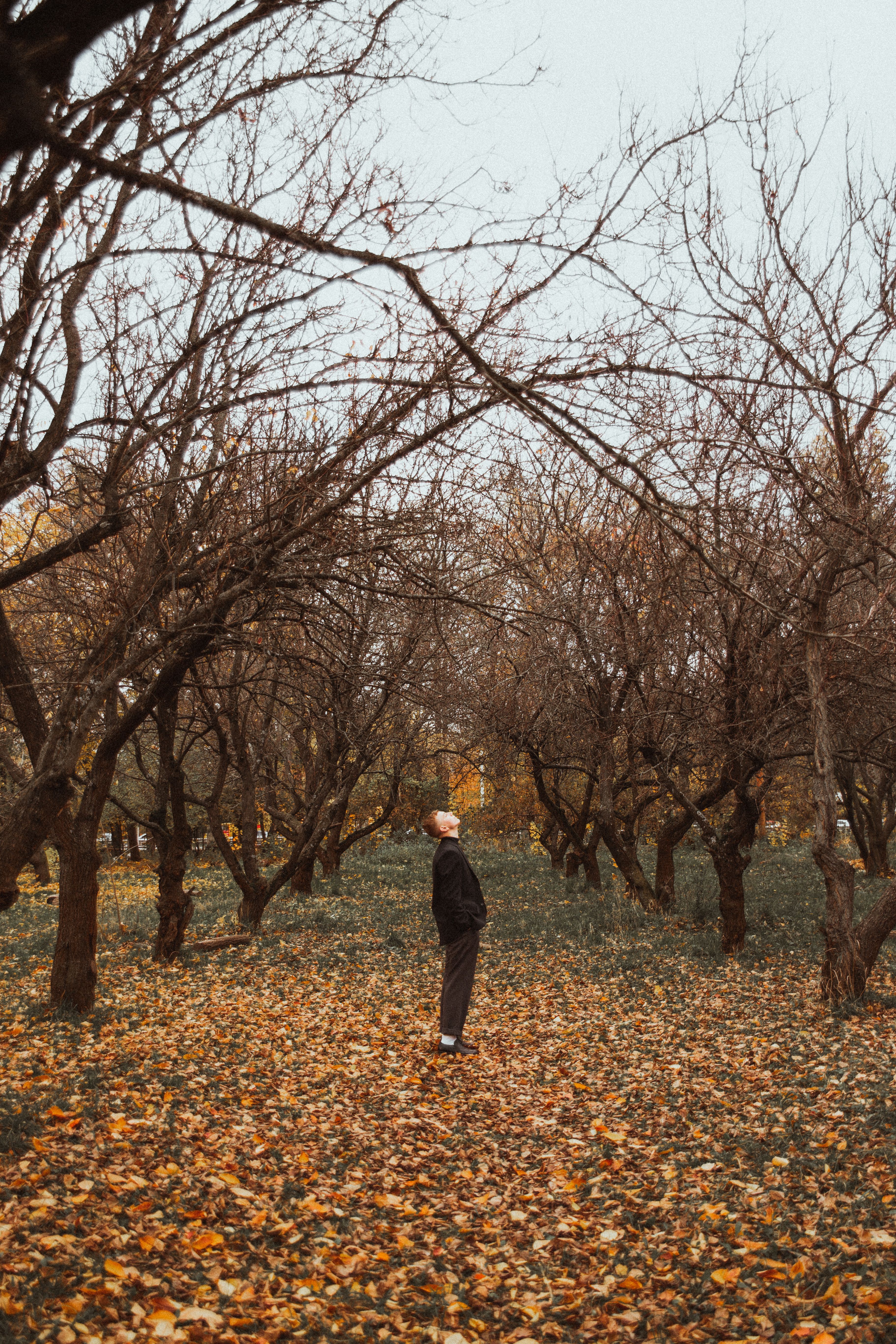 A man standing among leafless trees in an autumn park, looking upwards amid fallen leaves.