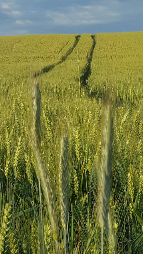 Kostenloses Stock Foto zu blauer himmel, feld, grün