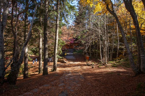 Fallen Leaves Covering the Park Ground