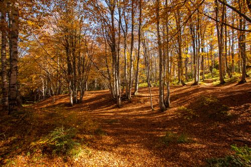 Free Golden autumn leaves create a serene atmosphere in a vibrant woodland scene. Stock Photo