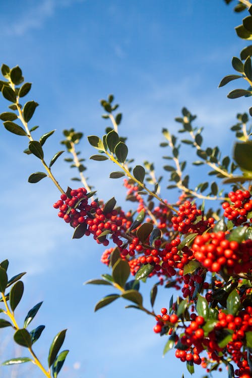 Close-up of Red Berries on a Branch 