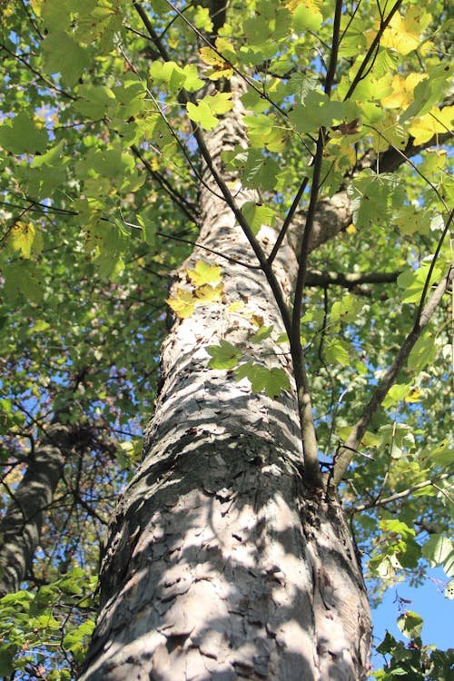 Kostenloses Stock Foto zu baum, baumstamm, blätter