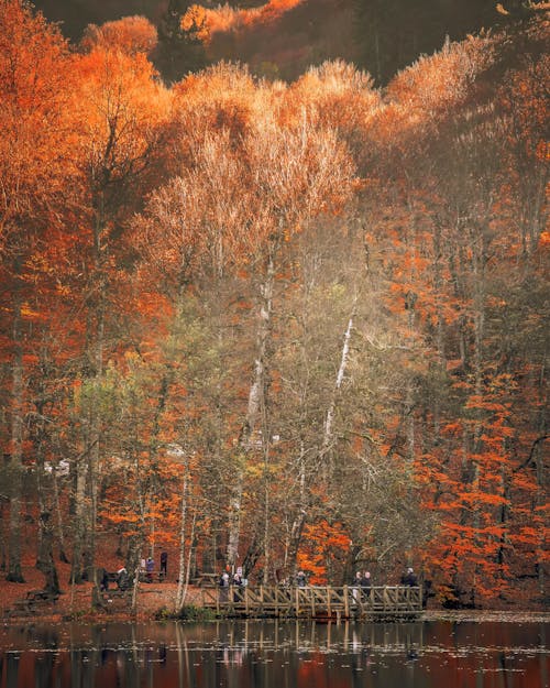 Základová fotografie zdarma na téma atmosfera de outono, fotografie přírody, hnědé stromy