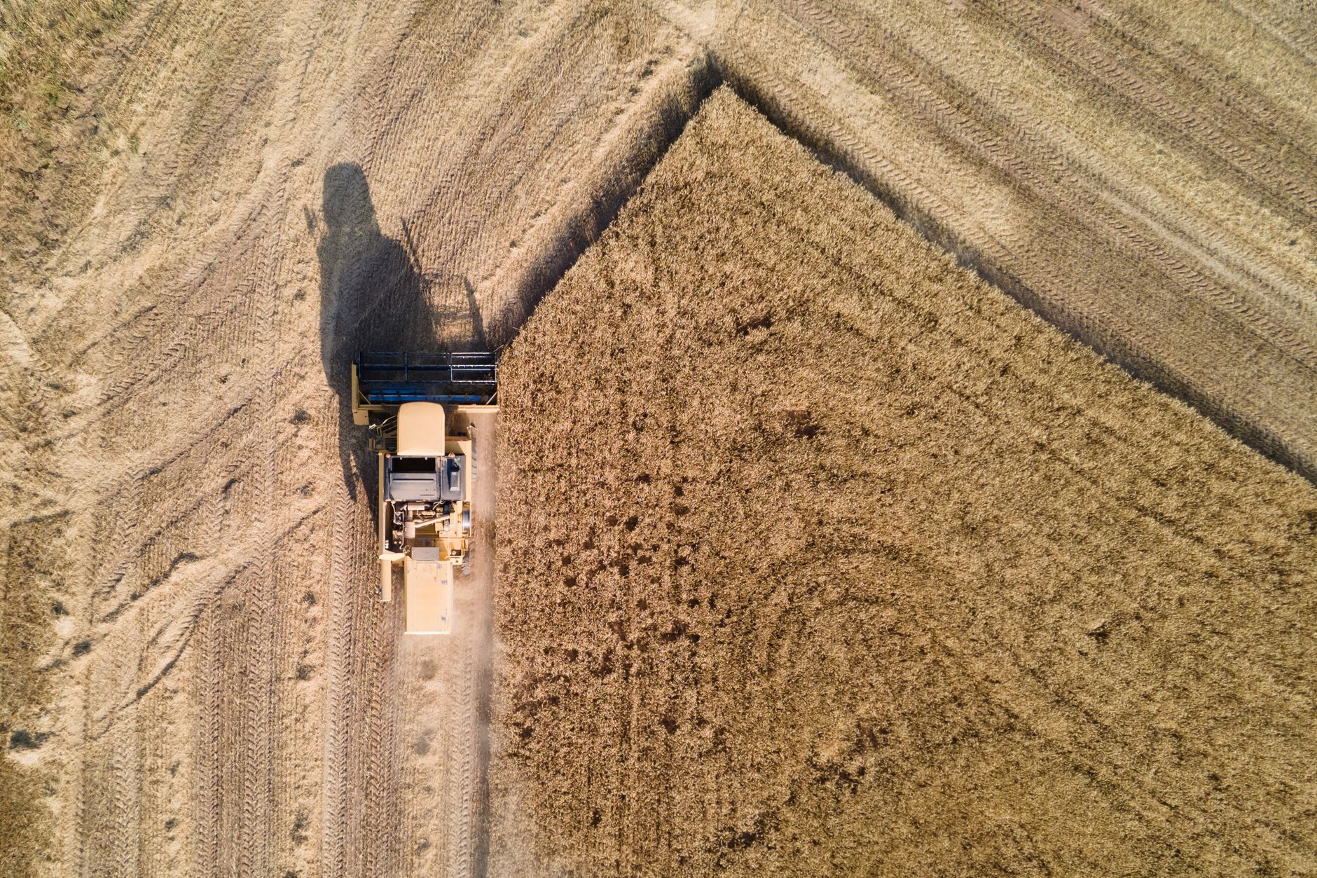 Drone shot of a combine harvester working through a golden wheat field during harvest.