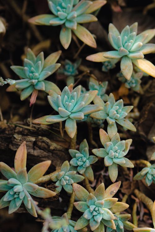 Free Vibrant close-up of blue-green succulents with detailed rosette patterns. Stock Photo