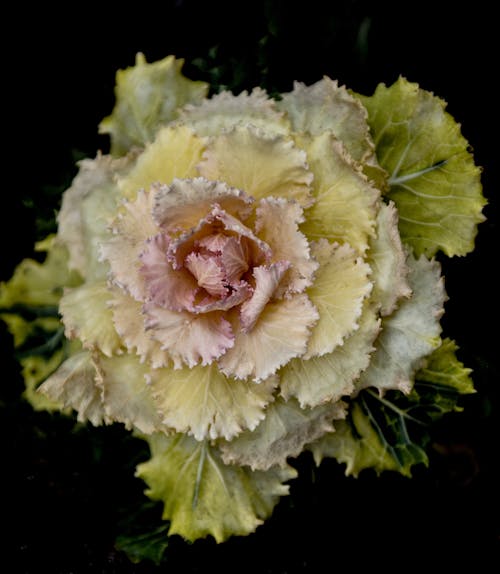 Selective Focus Photography of Yellow and Pink Flowering Cabbage