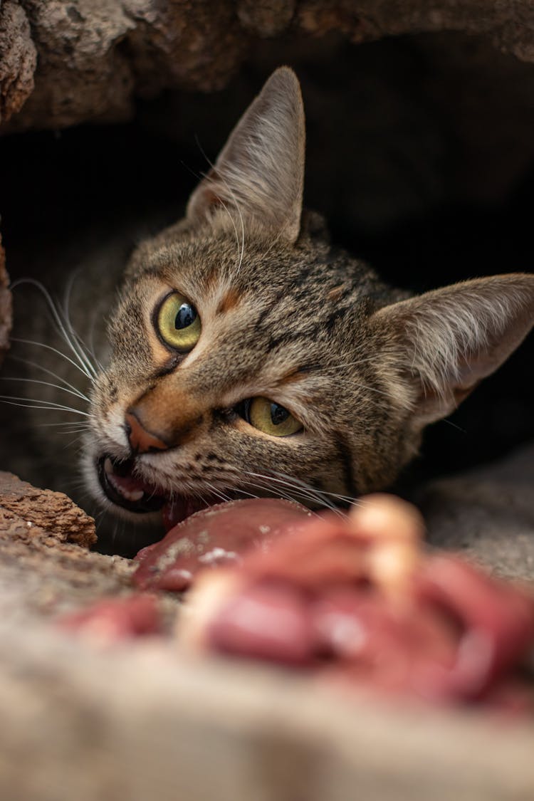 Tabby Cat Inside A Hole