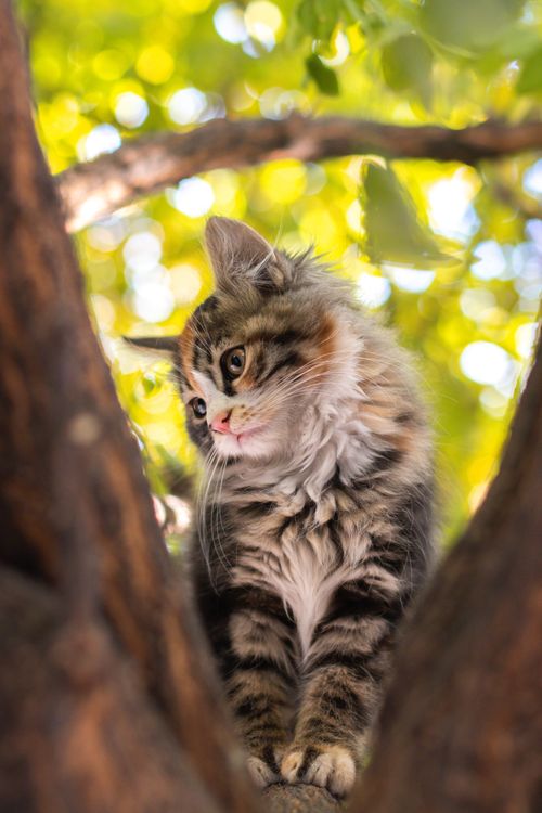 Free Adorable fluffy kitten sitting between tree branches with a vibrant bokeh of leaves in the background. Stock Photo