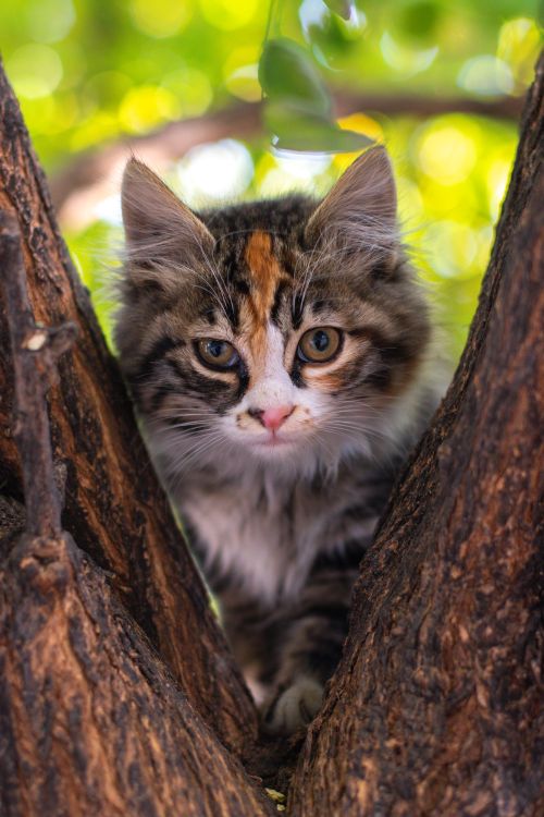 Free Adorable young tabby kitten perched on tree bark with fuzzy fur and curious expression. Stock Photo