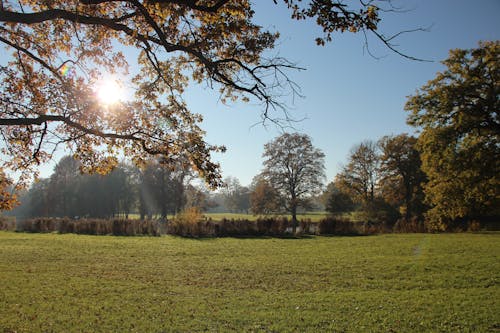 Kostenloses Stock Foto zu baum, bäume, bäume im herbst