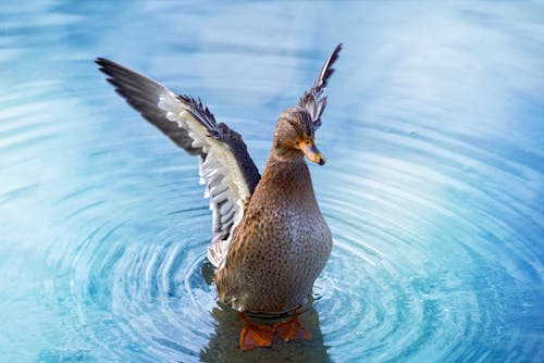 Foto profissional grátis de água, animal, asas