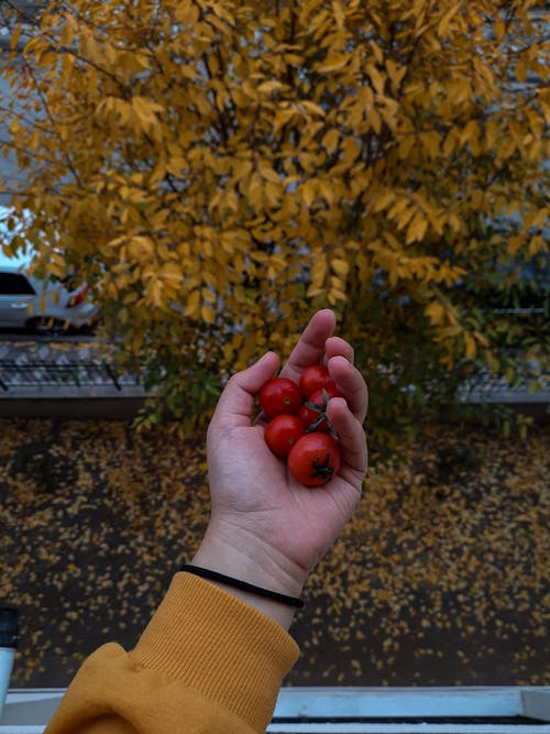 Holding Small Red Tomatoes 