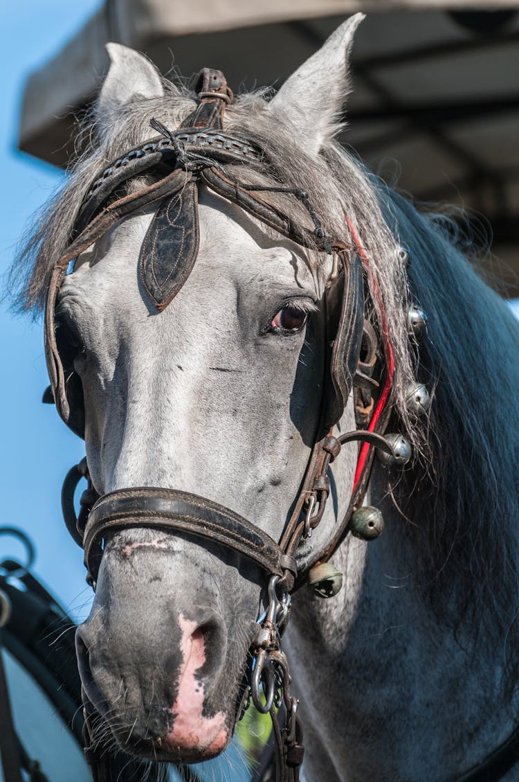 A Horse With Bridle