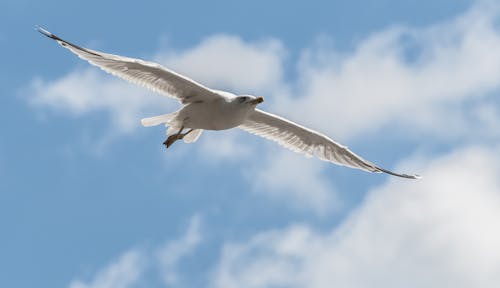 Бесплатное стоковое фото с белая птица, голубое небо, животное
