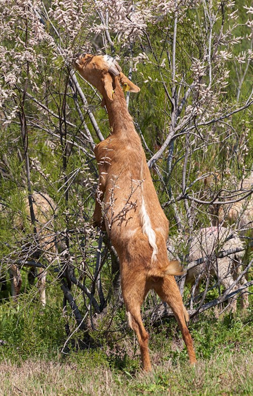 Brown Goat in Close Up Shot