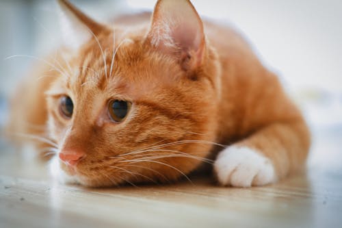 Orange Tabby Katze, Die Auf Boden Liegt