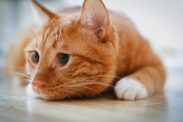 Orange Tabby Cat Lying On Floor