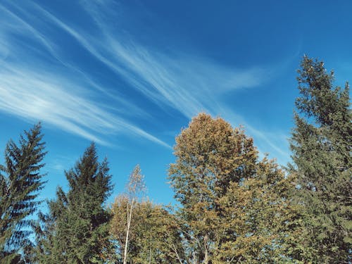 Foto d'estoc gratuïta de a l'aire lliure, arbres, bosc