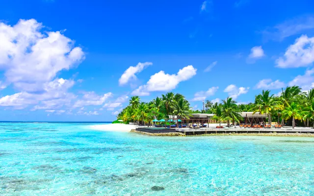 Palm trees beside a tropical beach