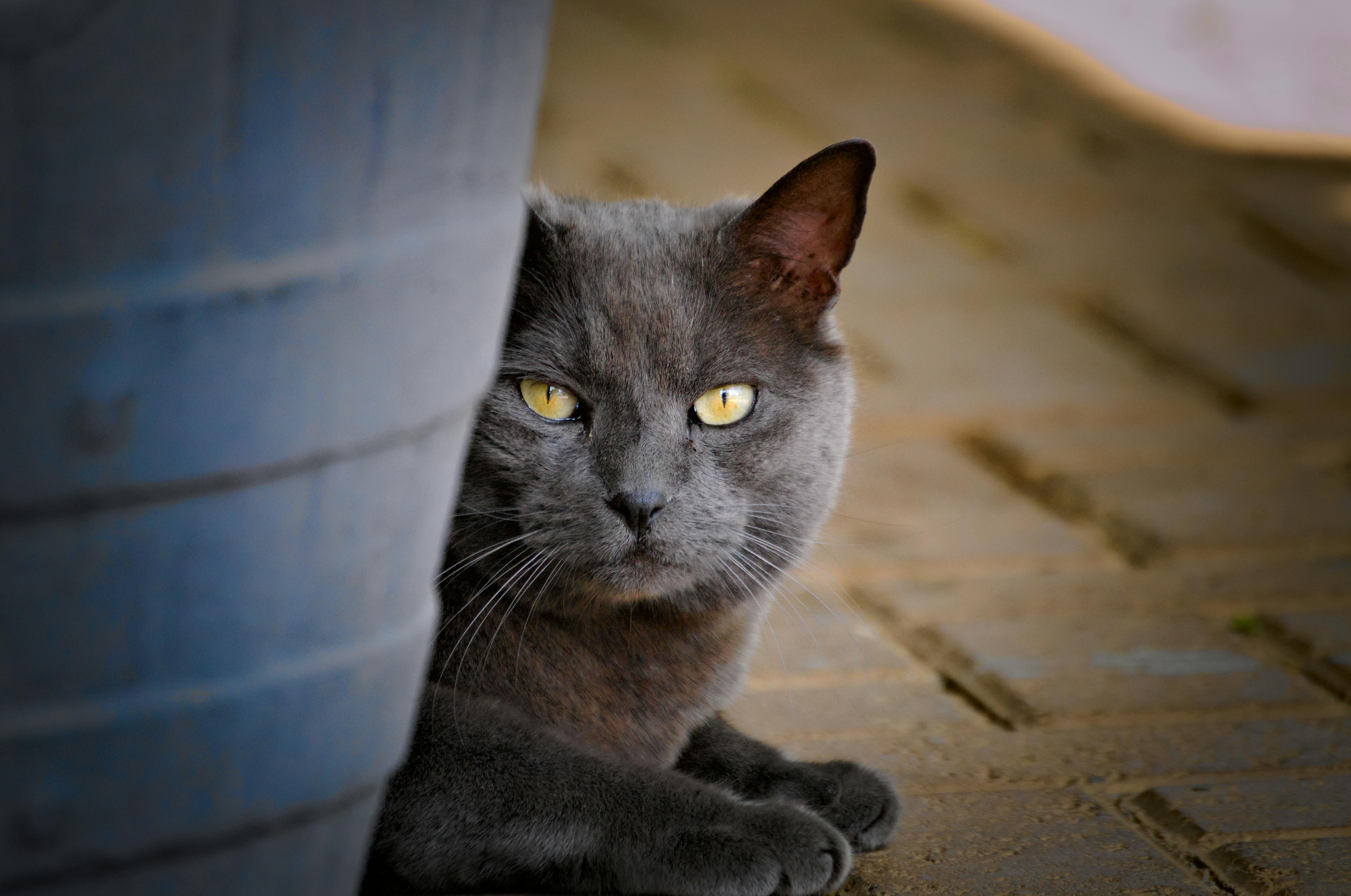 Russian Blue Cat Lying on the Floor · Free Stock Photo