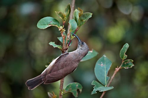 Dusky Sunbird Perched on a Stem