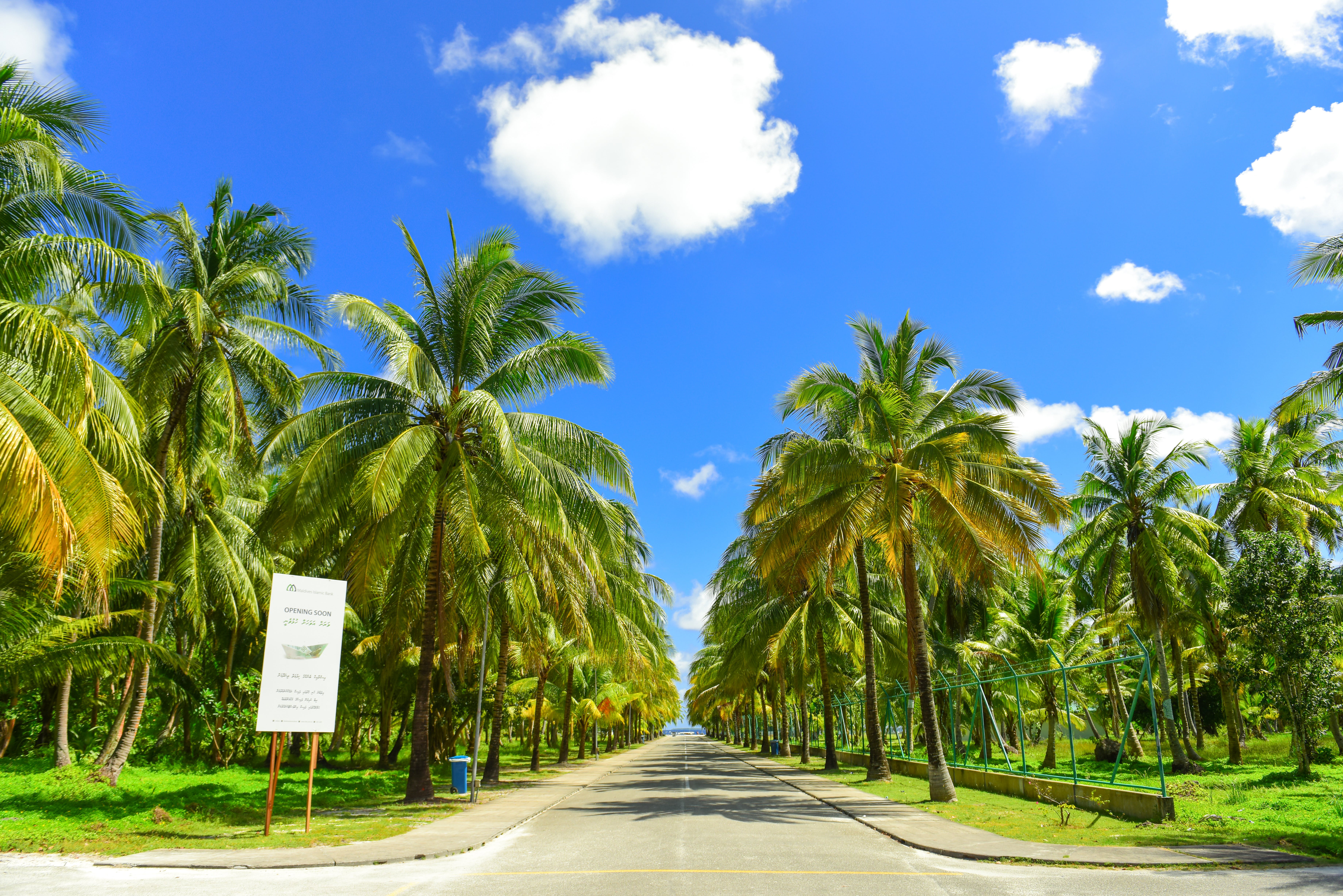 Gray Concrete Road Between Palm Trees