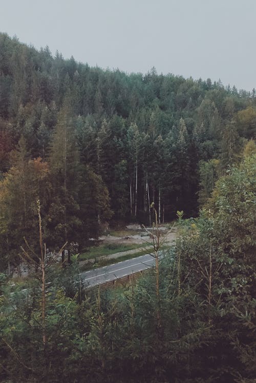 Route Asphaltée Entre Les Arbres