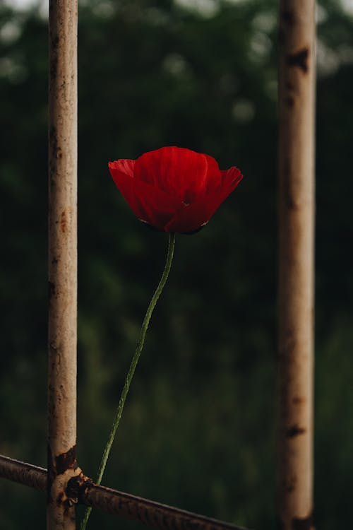 Základová fotografie zdarma na téma červená kytka, detail, flóra