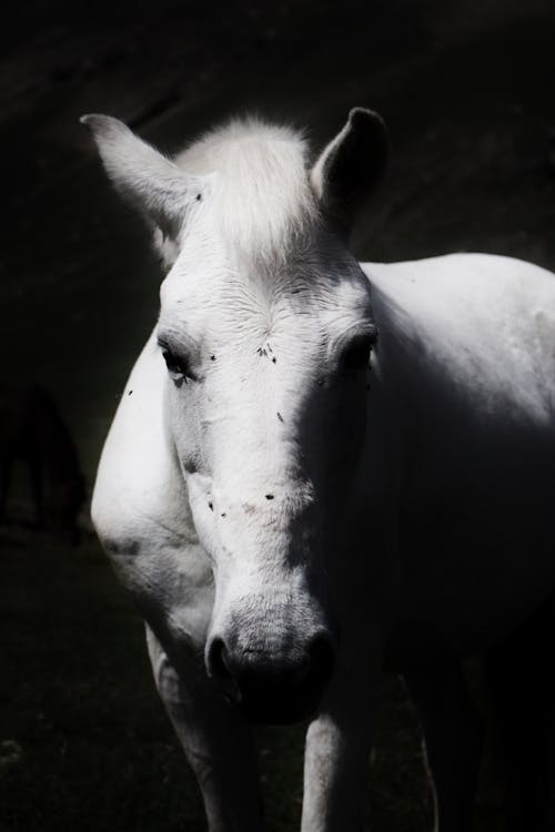 Black and White Photo of a White Horse