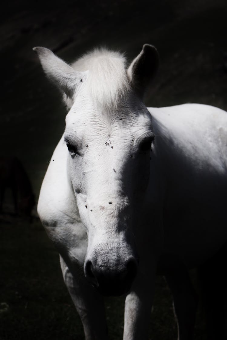 Black And White Photo Of A White Horse