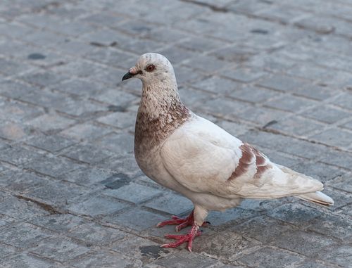 Free Detailed portrait of a pigeon standing on cobblestone pavement, showcasing its features. Stock Photo