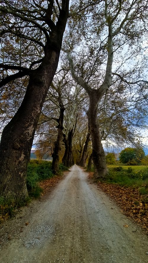 Free A serene dirt pathway lined with towering trees, showcasing autumn foliage and a peaceful atmosphere. Stock Photo